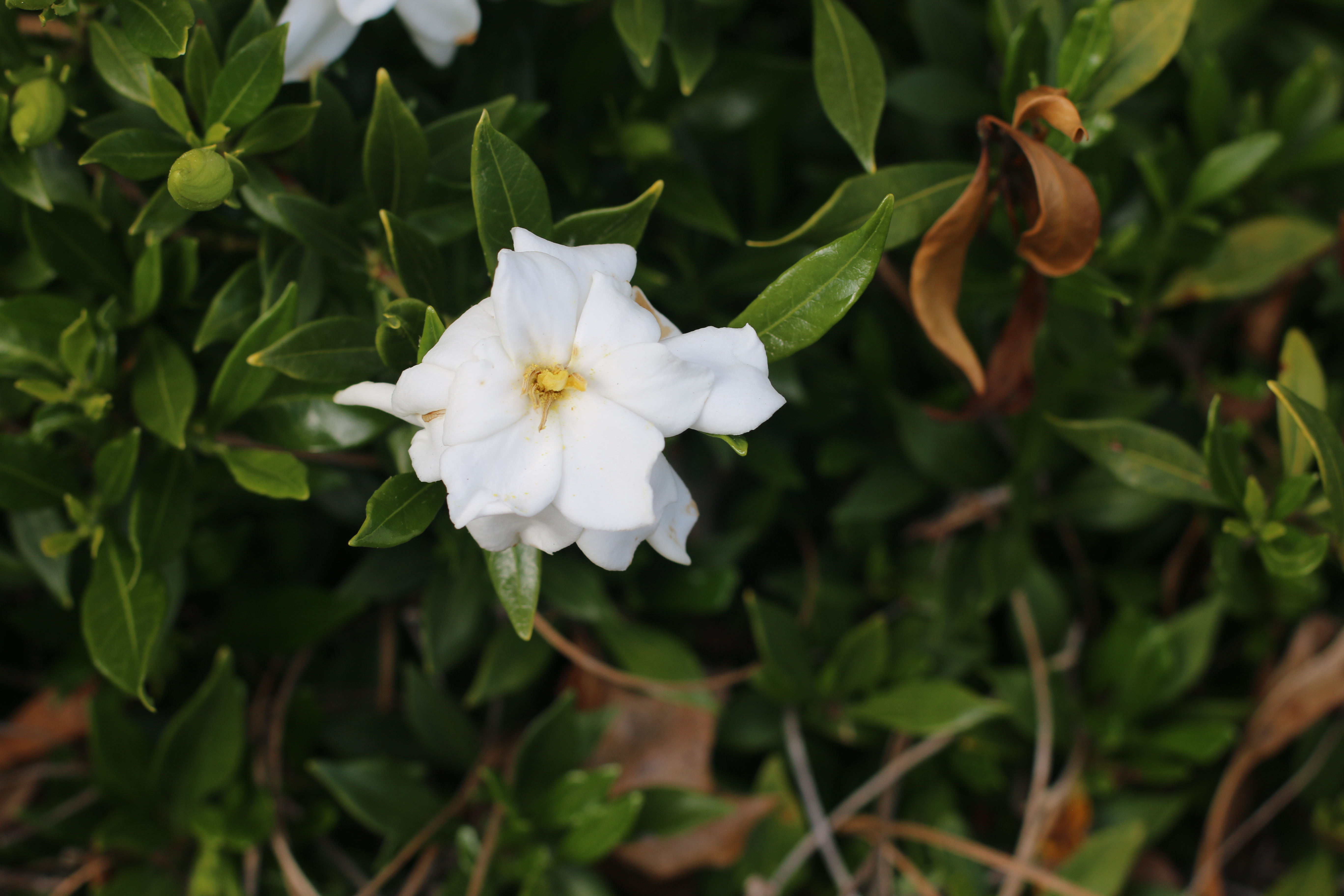 Playing with a Nifty Fifty