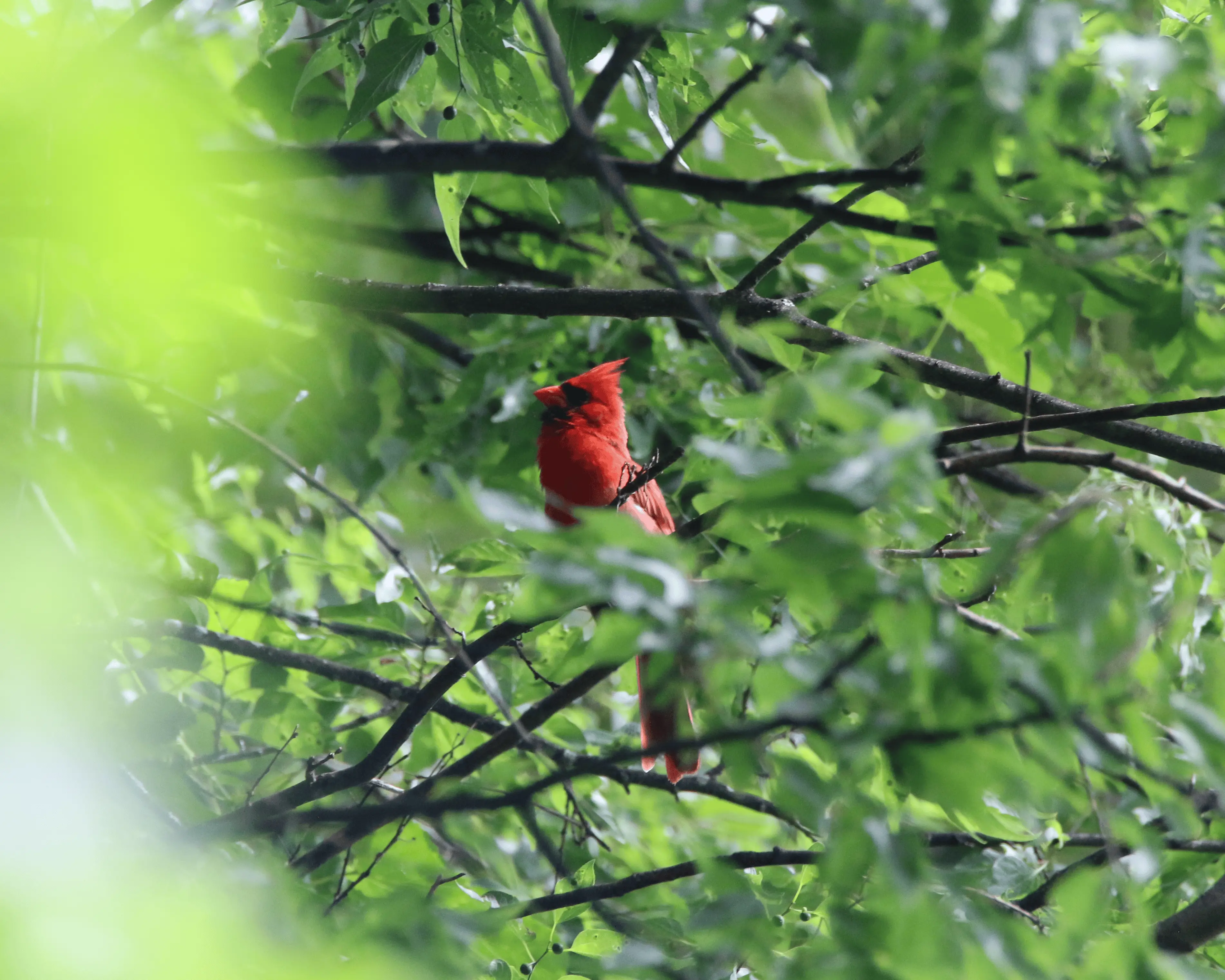 Cardinal in the trees
