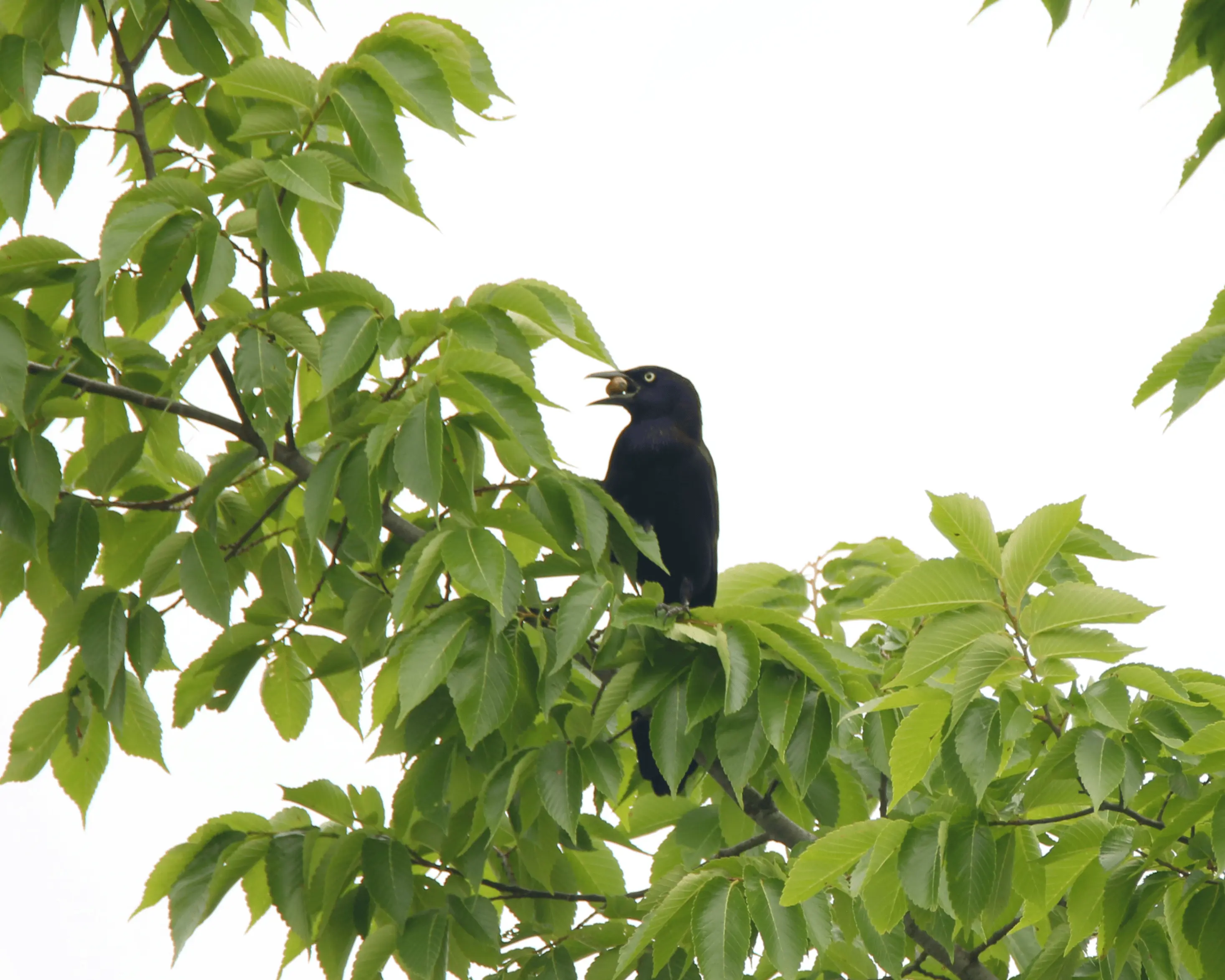 Grackle on a court