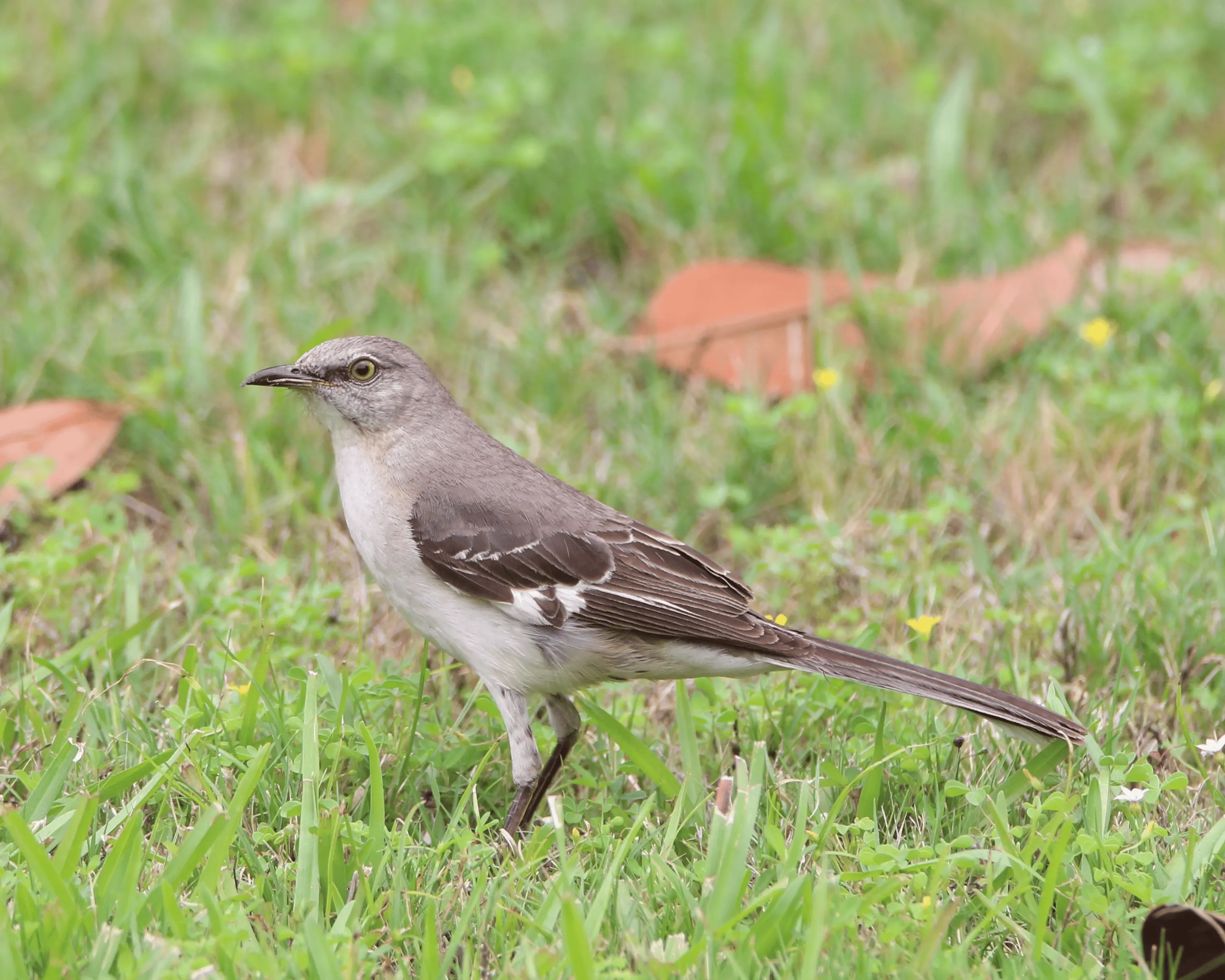 Northern mockingbird close-up