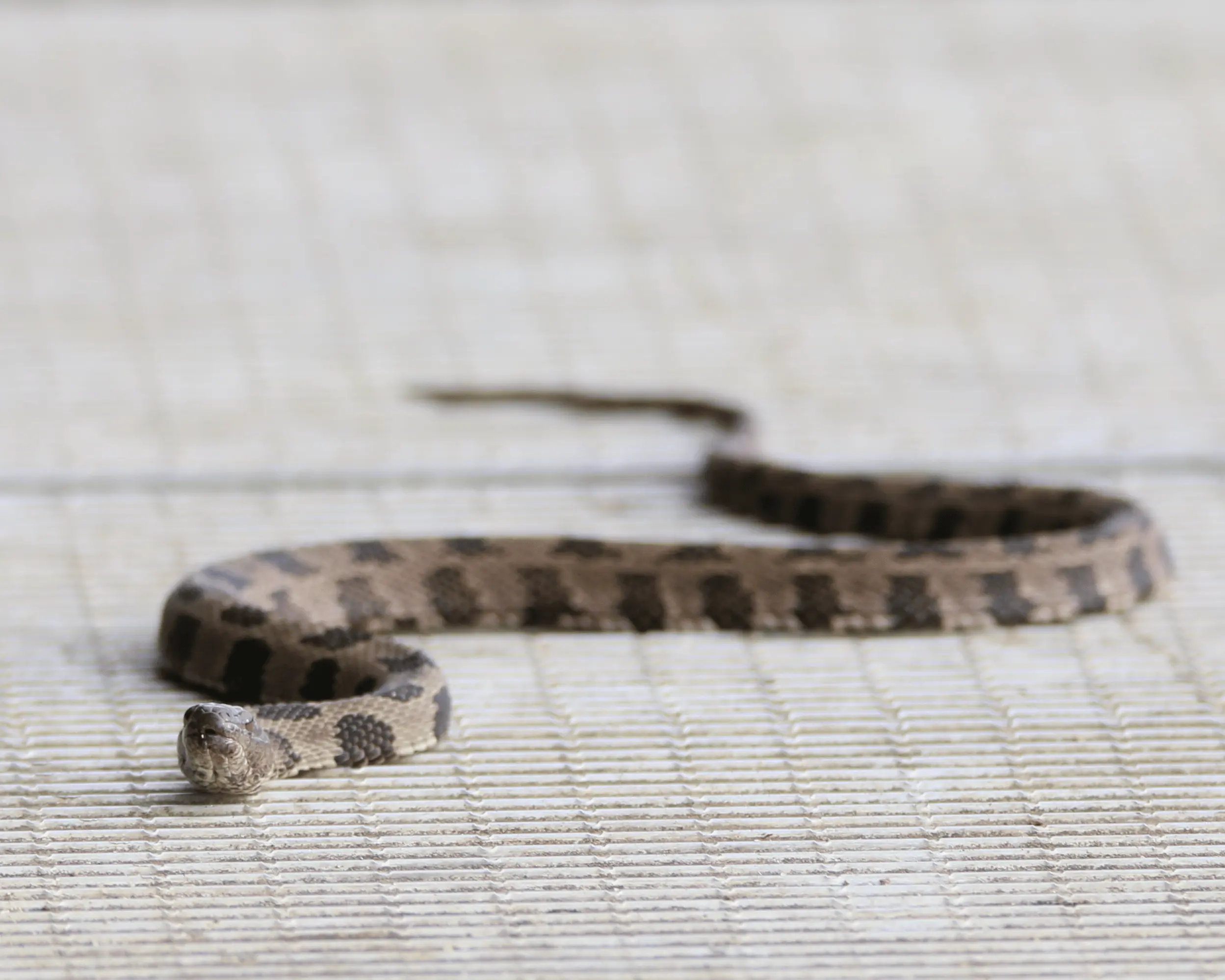 Brown water snake on the dock