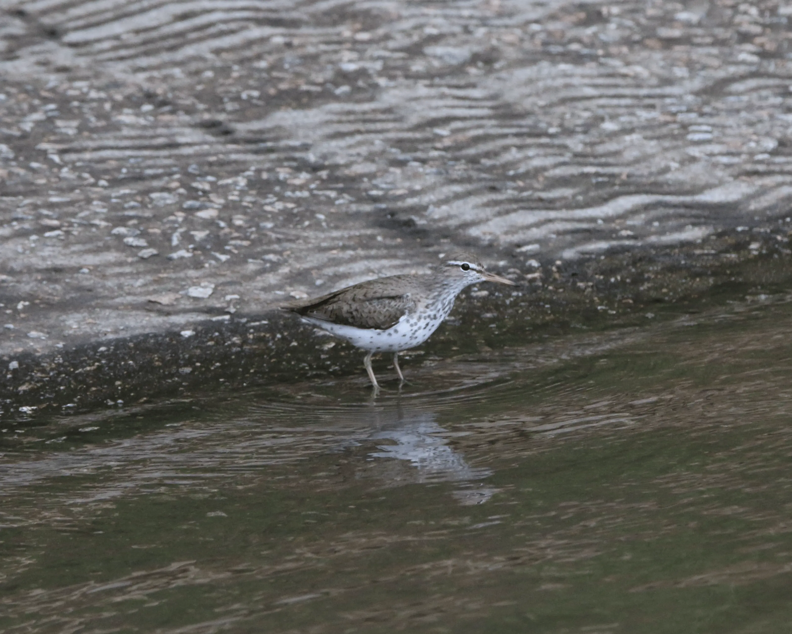 Spotted sandpiper near the water
