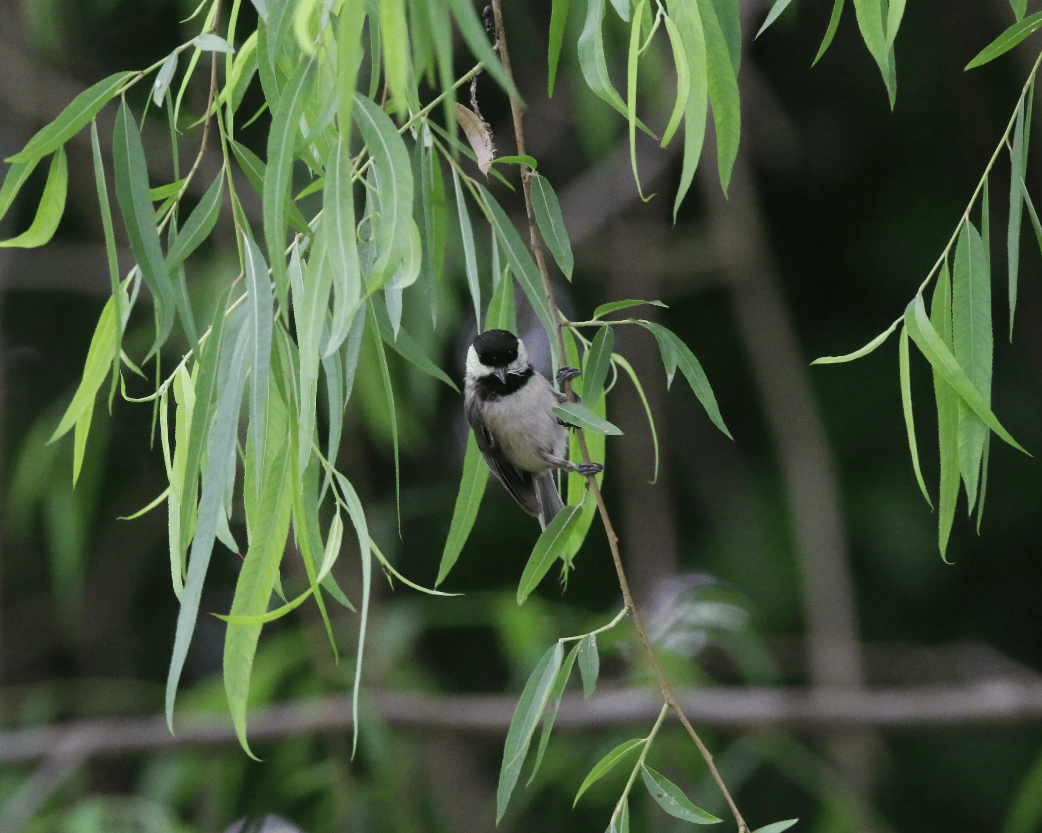 Carolina Chickadees on a branch