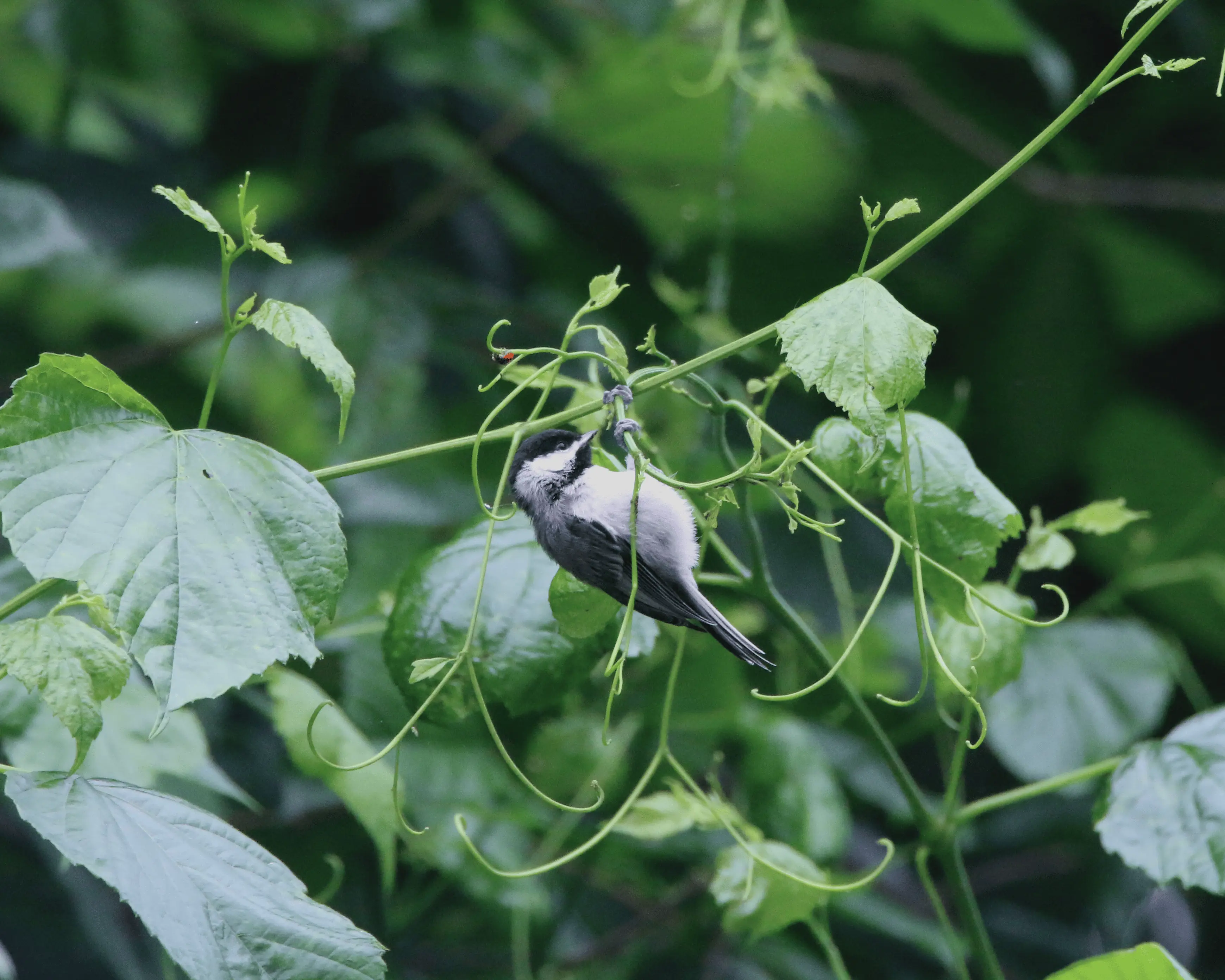 Carolina Chickadee in motion