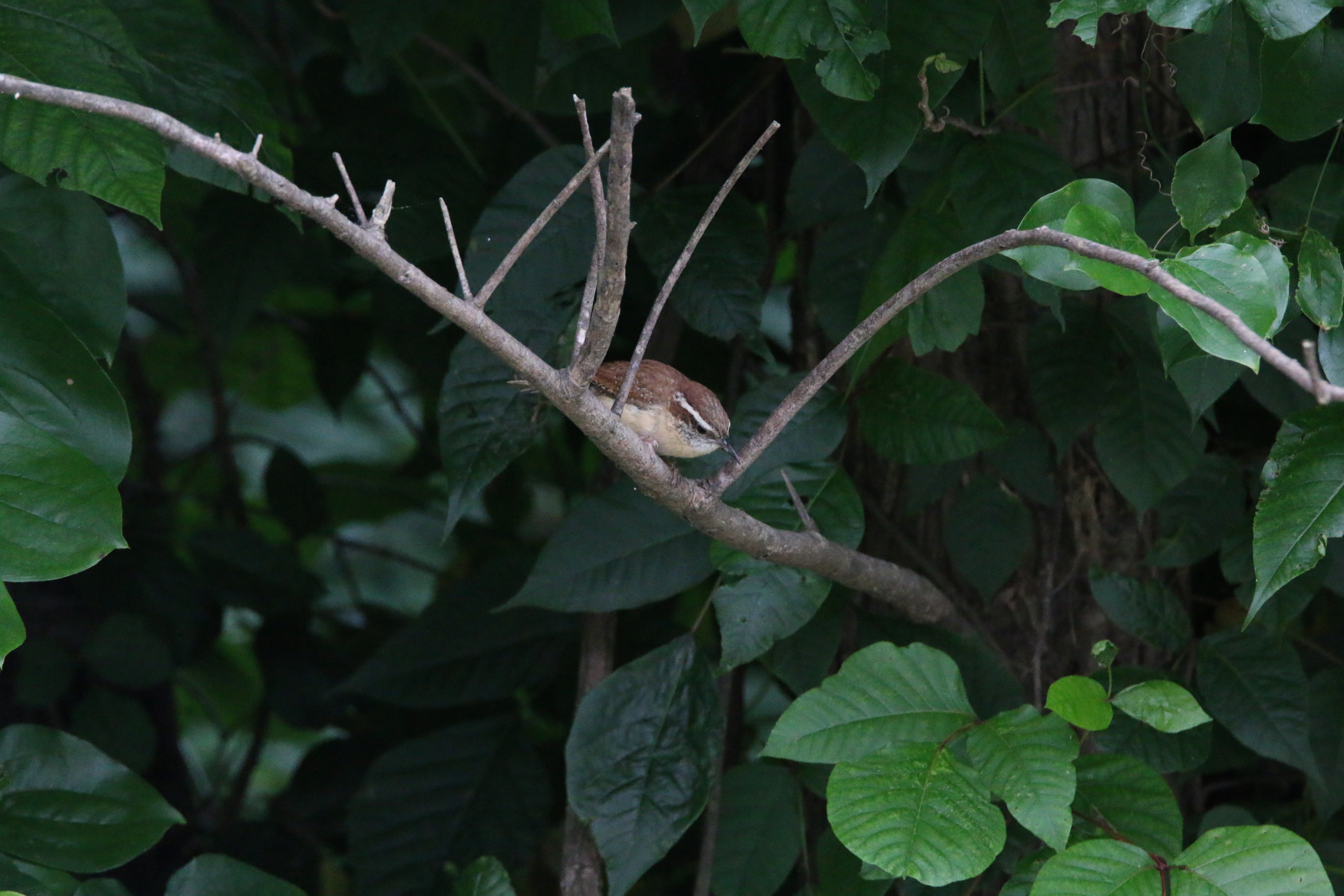 Carolina Wren in a clearing